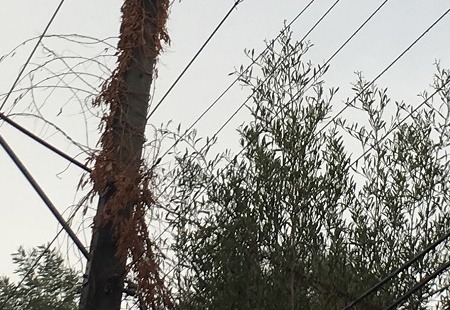 SEC O’Higgins intensifica fiscalización de planes de poda para asegurar continuidad del suministro eléctrico