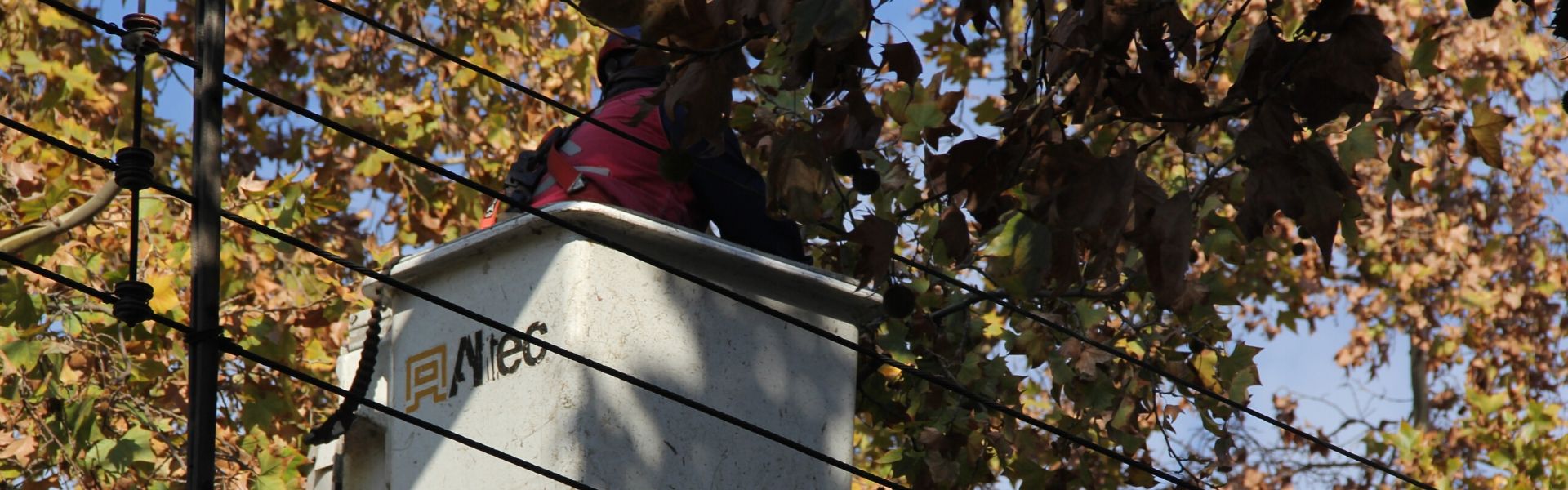 SEC Araucanía monitorea acciones de eléctricas para entregar un suministro continuo ante aviso de viento y lluvia