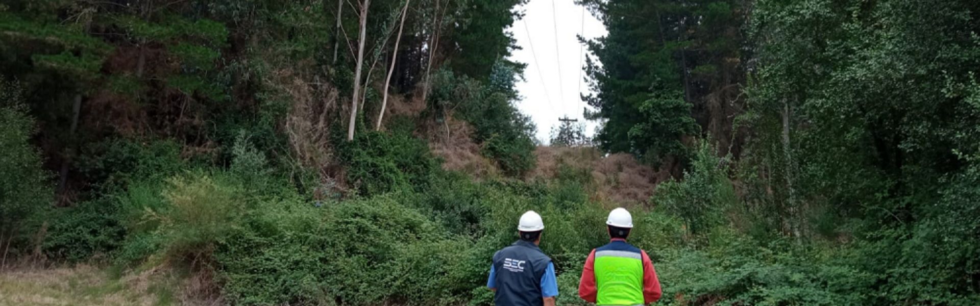 SEC Biobío multa a CGE por más de $48 millones por incumplir obligaciones de poda y despeje de franjas de seguridad en Hualqui