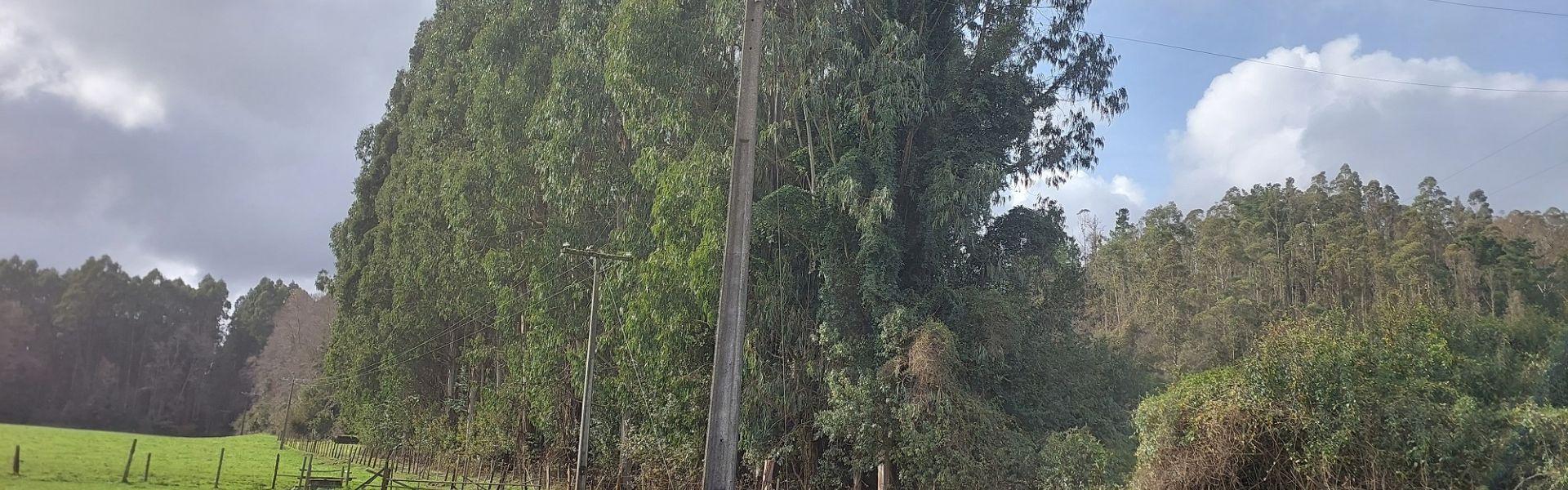 SEC Los Ríos multa a SOCOEPA por más de $65 millones tras incumplir obligaciones de poda y despeje de franjas de seguridad en Máfil