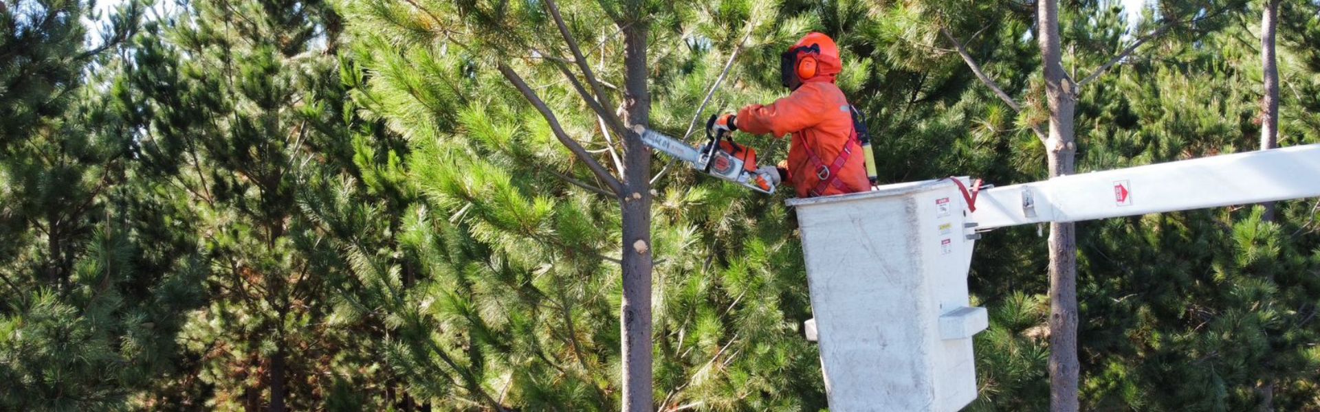 SEC Maule y Seremi de Energía inspeccionan en terreno trabajos de podas y despeje de CGE para evitar cortes de luz este invierno